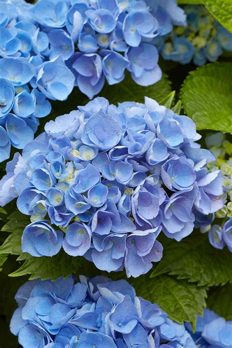 6 Tips for Growing the Most Beautiful Blue Hydrangea Blooms