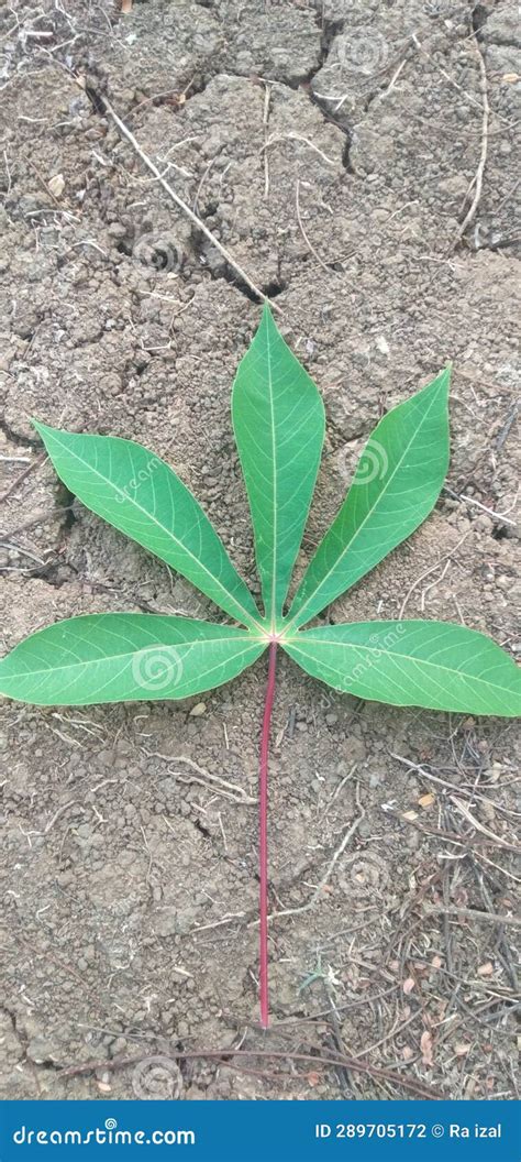 Fresh Cassava Leaves Around the Rice Fields Stock Photo - Image of rice, leaves: 289705172