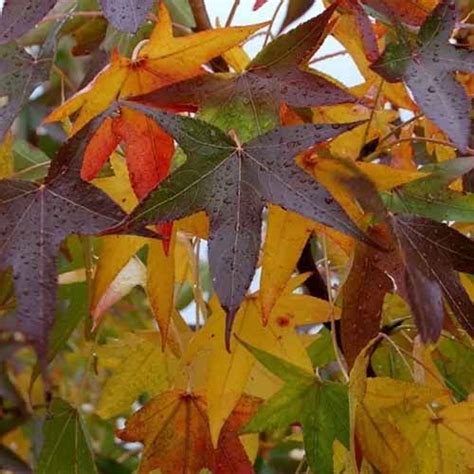 13 of the Best Trees and Shrubs for Orange Fall Color - Supplements Garden