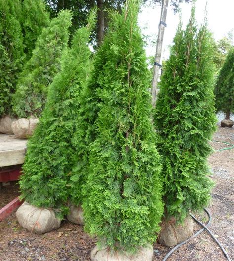 Hedging Cedar Trees | Cedar trees, Easy landscaping, Cedar hedge