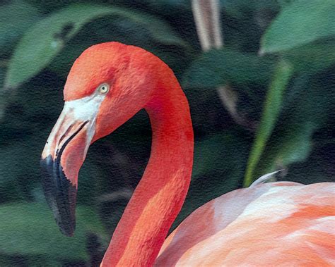 Flamingo Watercolor Painting Free Stock Photo - Public Domain Pictures