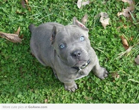 Blue eyed CC Blue Cane Corso Puppies, Cane Corso Dog, Pitbull Puppies ...