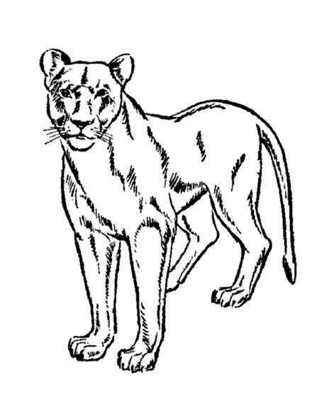 Mountain Lion Clipart | Free download on ClipArtMag