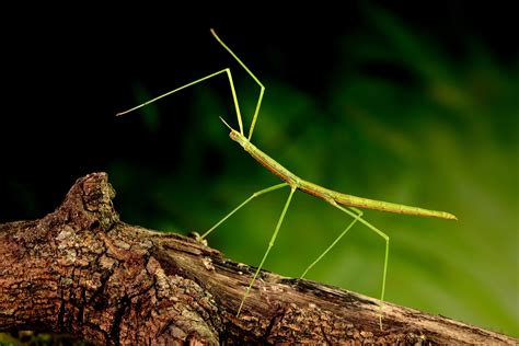 Video: stick insect molting time-lapse - Boing Boing