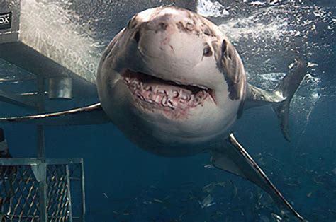 Great White Sharks Habitat | Great White Shark Facts