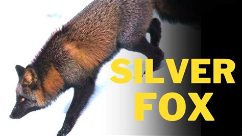 Interesting facts about Silver Fox 🦊 | Silver Fox 🦊 | Fox 🦊 | Foxes ...