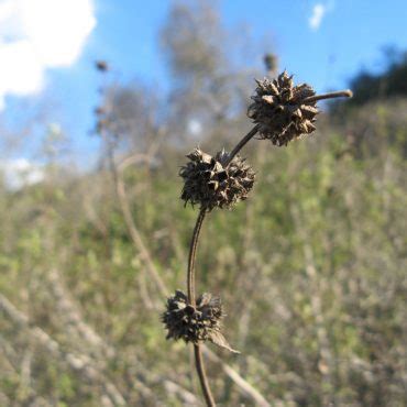 Black Sage | Nature Collective