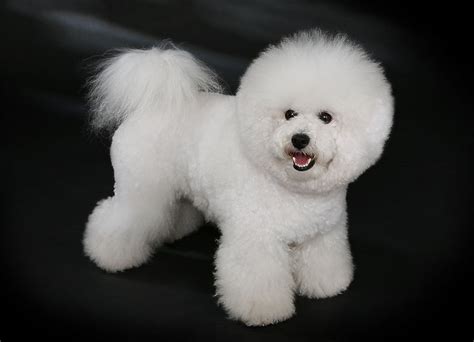 Bichon Dog Haircut