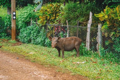 a brown animal standing on top of a lush green field next to a dirt road