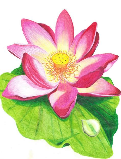 Lotus Flower Drawing Sketch at GetDrawings | Free download