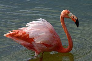 American flamingo Facts for Kids