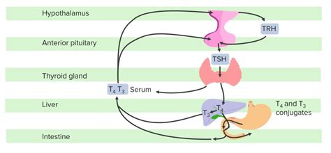 Hypothalamic Pituitary Thyroid Axis Diagram