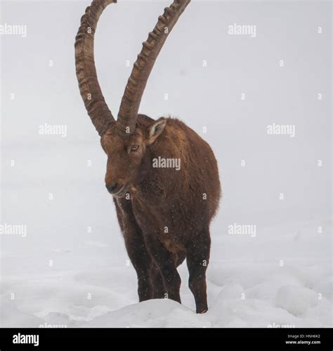 Alpine ibex goat climbing hi-res stock photography and images - Alamy