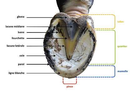 Fruit vegetables Symmetry Miss le sabot du cheval It's cheap Collecting leaves Cruelty