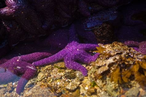 Cluster of purple sea stars Pisaster ochraceus, generally known as the purple sea star, ochre ...