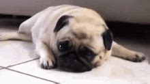 Pug Crying GIF - Pug Crying - Discover & Share GIFs