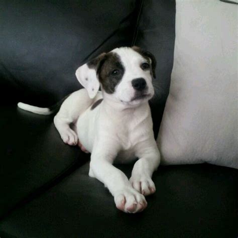 boxer/pitbull mix | puppies! | Pinterest