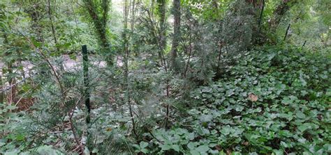 How early should I start pruning Western Red Cedar planted as a hedge ...