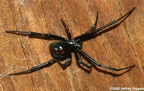 Black Widow (Latrodectus sp)