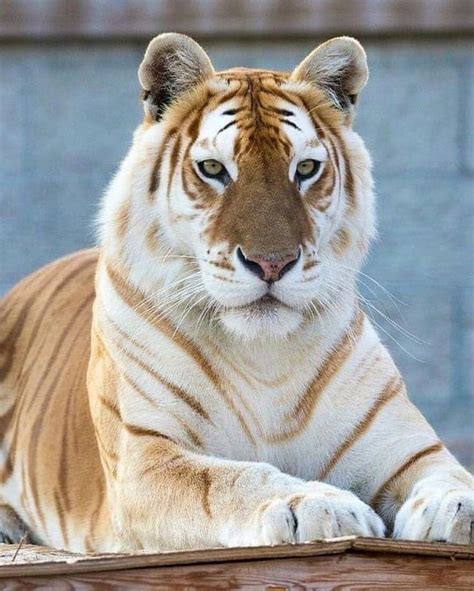 Golden Tiger : r/pics