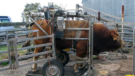 Cattle Hoof Trimming, Hoof Trimmer - Victorian Hoof Care Services