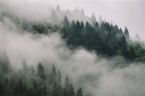 Foggy Forest After the Rain Graphic by David's Store · Creative Fabrica