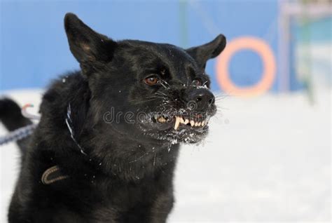 Mad dog stock photo. Image of aggressive, winter, canines - 24101346