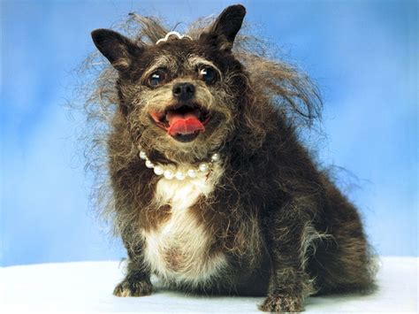 Munchkin | 10 Ugliest Dogs In The World!