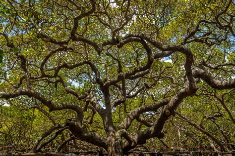 The World’s Oldest Cashew Tree: Cashew of Pirangi - Beyond