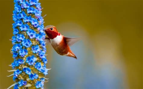 Rufous hummingbird feeding from flower-Spring Bird Photo Wallpaper Preview | 10wallpaper.com