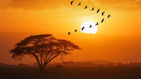 Amboseli National Park Kenya : r/MostBeautiful