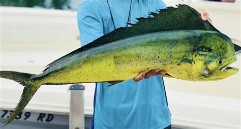 Dorado (Mahi Mahi) | California Sea Grant