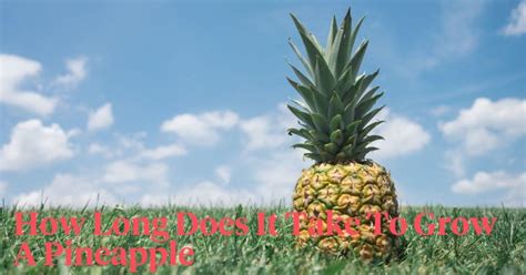 How Long Does It Take to Grow a Pineapple? - Growth Stages - Article onT...