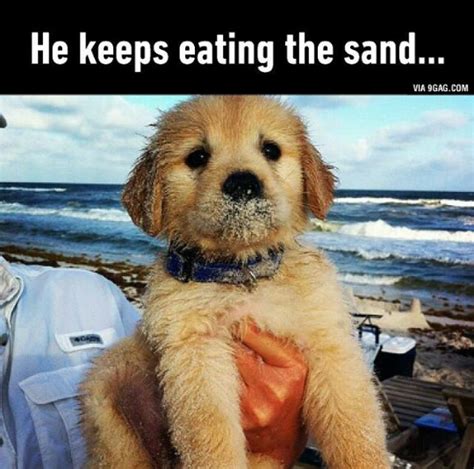 12 Best Golden Retriever Memes