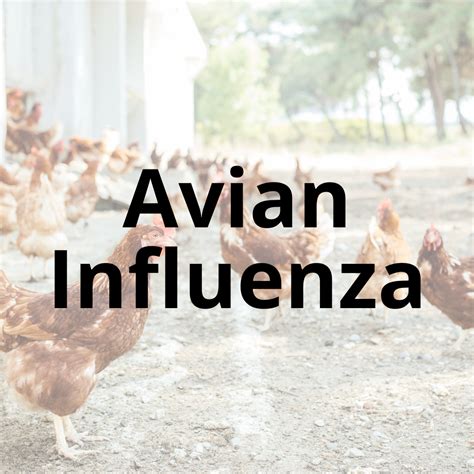 Avian Influenza - Sonoma County Farm Bureau