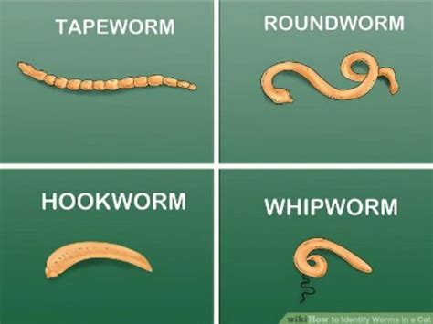 Worm types | Intestinal worms Otherwise known as pesky little free-loaders, intestinal worms are ...