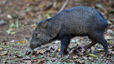 Tracking Peccaries, Primates - Northland College