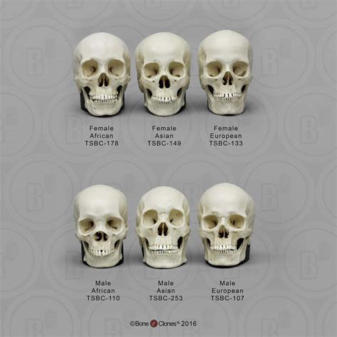 Human Skull Set of 6 | Anatomy Models