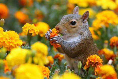 Belas Imagens: 29 fotos de duas maravilhas da natureza, animais e flores