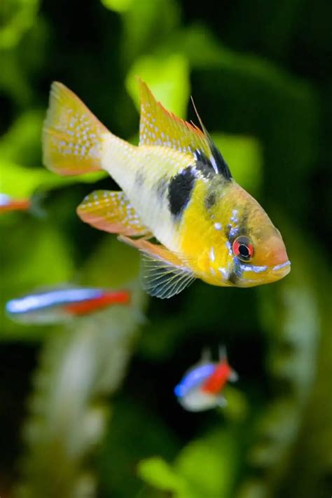 German Blue Ram Care Guide & Species Profile | Fishkeeping World