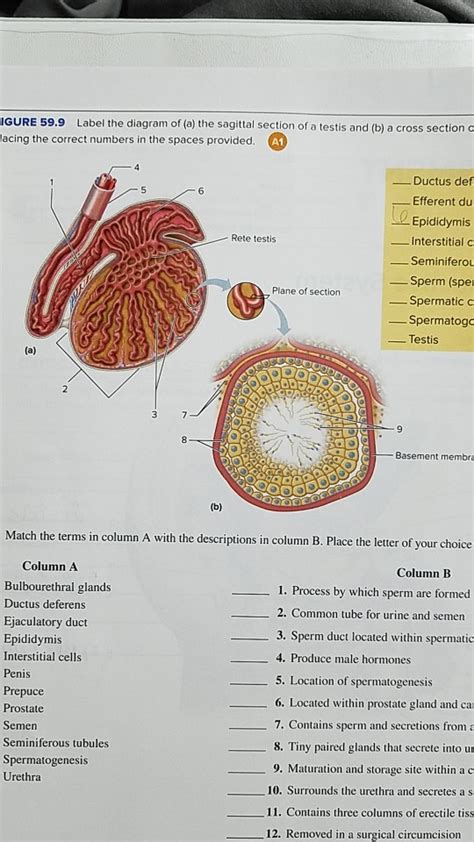 Solved IGURE 59.9 Label the diagram of (a) the sagittal | Chegg.com