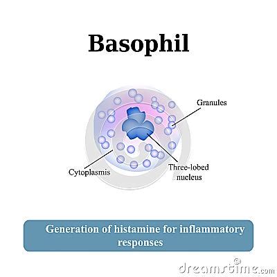 The Structure Of The Basophil. Vector Illustration Stock Vector - Image ...