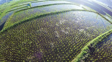 Aerial Stock Drone Footage of Rice Paddy Fields 6