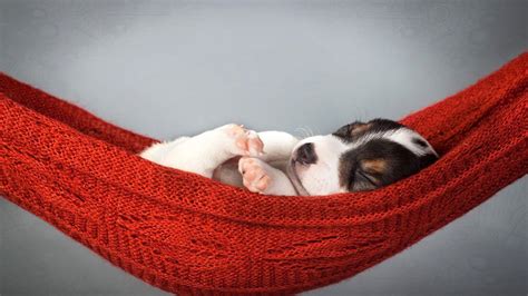 Puppy Sleeping Wallpapers - Top Free Puppy Sleeping Backgrounds ...