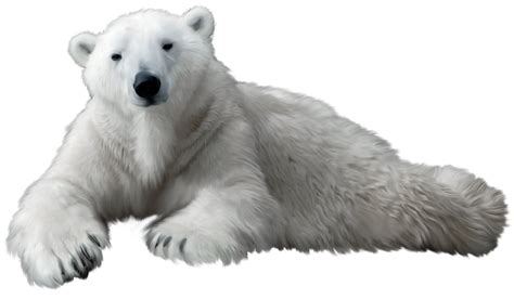 polar bears png 10 free Cliparts | Download images on Clipground 2024