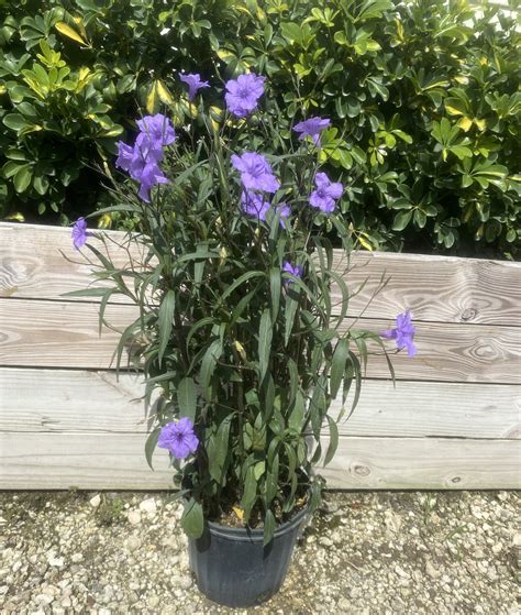 Ruellia Purple Mexican Petunia Simplex 10 Inch Pot - Etsy