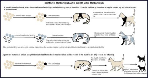 Somatic and Germ-Line Mutations | Cat colors, Feline anatomy, Cats