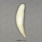 African Leopard Claw - Bone Clones, Inc. - Osteological Reproductions