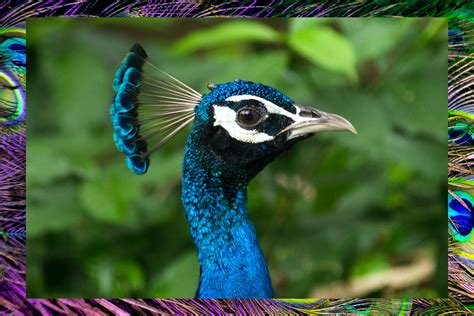 Astonishing Compilation of Full 4K Peacock Images - Over 999 Exquisite Peacock Images