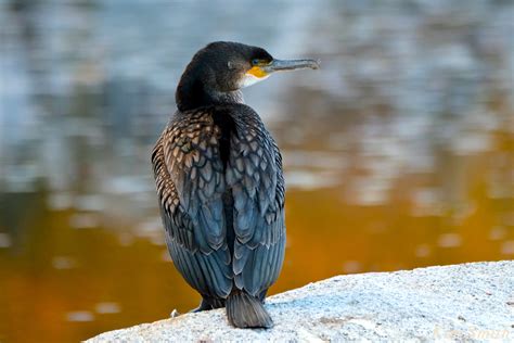 how to tell the difference between Great Cormorant and Double-crested ...